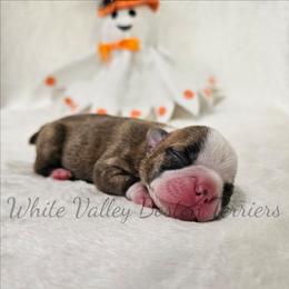 Sarah - Brindle and white female Boston Terrier puppy in Mulberry, Arkansas from White Valley Boston Terriers
