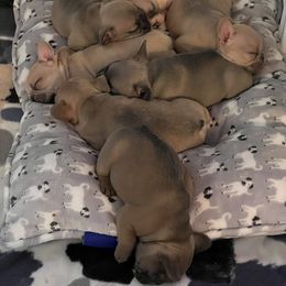 French Bulldog Puppies from Battle Born French Bulldogs