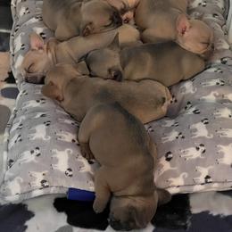 French Bulldog Puppies from Battle Born French Bulldogs