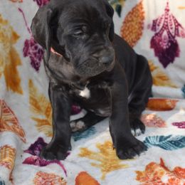 Red Collar Black Female - Great Dane puppy from Texas Blue Danes