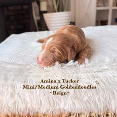 Reign - Red  male Goldendoodle puppy in Waterford, California from Alvdoodles