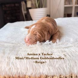 Reign - Red  male Goldendoodle puppy in Waterford, California from Alvdoodles