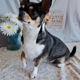 FiFi - Chihuahua