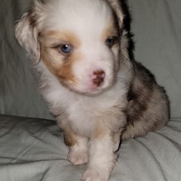 Miniature Australian Shepherd Puppies from Double D's Doggie Domaine