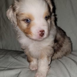 Miniature Australian Shepherd Puppies from Double D's Doggie Domaine