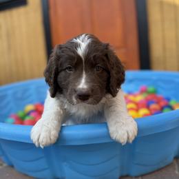 Saint Berdoodle Puppies from Gentle Giant Saint Berdoodles