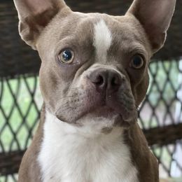 Boston Terriers from Sweet Southern Ray Bostons