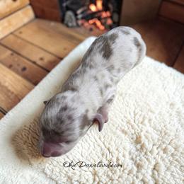 Malakai - Fawn (isabella) and cream male Dachshund puppy in Oklahoma City, Oklahoma from OkieDoxieland Dachshunds