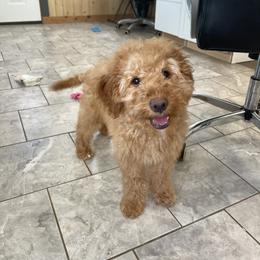Fluffy - Apricot male Goldendoodle puppy in Sugarcreek, Ohio from True Hearted Doodles