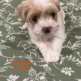 Pumpkin - Parti female Yorkshire Terrier puppy in Forest, Virginia from Majestic Touch Kennels and Pet Services