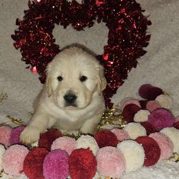 Emmi Boy 5 - Golden male Golden Retriever puppy in Niles, Michigan from Family Raised Goldens