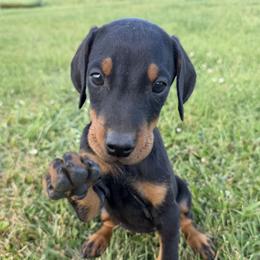 Dior - Black and rust female Doberman Pinscher puppy in Winchester, Ohio from 32 Farms
