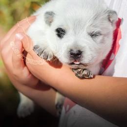 Joel (AKC) - Blue Australian Cattle Dog puppy in Marana, Arizona from Impact 3rd Australian Cattle Dogs
