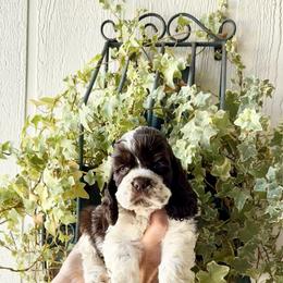Brown and white girl 2 - Brown and white female Cocker Spaniel puppy in Oregon from Doc's Cockers