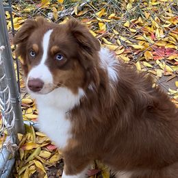 Ruby - Australian Shepherd
