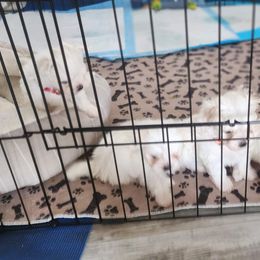 Morkie Puppies from My Precious Pups