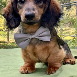 Dachshund Puppies from Hidden Haven Dachshunds