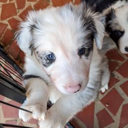 Butternut - White and blue merle male Border Collie puppy in Gaffney, South Carolina from On the Lamb