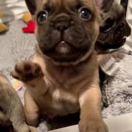 French Bulldog Puppies from Piper’s Pups