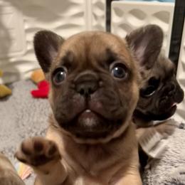 French Bulldog Puppies from Piper’s Pups
