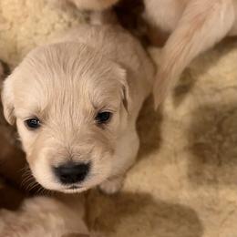 Golden Retriever Puppies from Contango Goldens