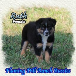 Ruth - Black tri female Miniature Australian Shepherd puppy in Forestburg, Texas from Flaming Dill Ranch Aussies