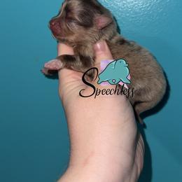 Mirabel - Chocolate merle female Pomeranian puppy in Perry County, Ohio from Speechless Pom’s