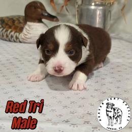 Newt - Red tri male Miniature Australian Shepherd puppy in Jaroso, Colorado from Heaven Sent Aussies