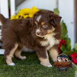 Aurora - Red tri-color female Miniature American Shepherd puppy in Granbury, Texas from Best Little Aussies