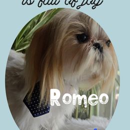 Romeo - Shih Tzu