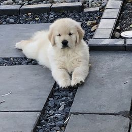 Golden Retriever and Labrador Retriever Puppies from Emerald Knoll