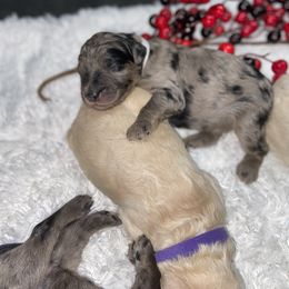 Double Doodle and Goldendoodle Puppies from Remi’s DoubleDoodles
