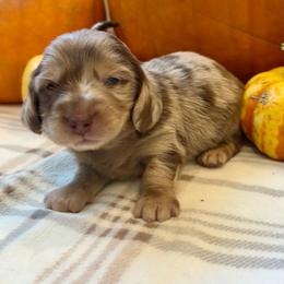 Delta - Dapple male Dachshund puppy in Shelley, Idaho from Journey’s End Dachshunds
