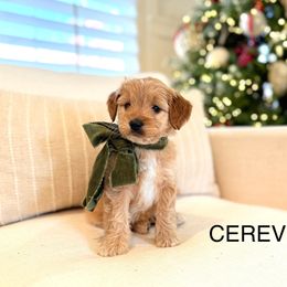 Cerev - Goldendoodle puppy from JW Doodles