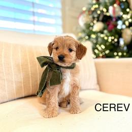 Cerev - Goldendoodle puppy from JW Doodles