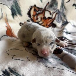 Boy 2 - male Pembroke Welsh Corgi puppy in Hillsville, Virginia from Bonderosa Kennels