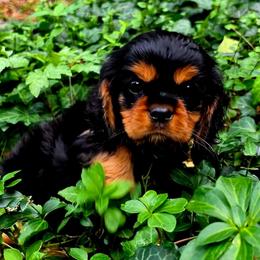 Vienna - Black and tan female Cavalier King Charles Spaniel puppy in Watsontown, Pennsylvania from Huntsman Cavaliers