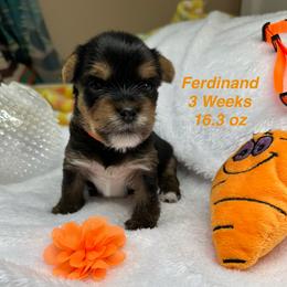 Ferdinand - Black and tan male Yorkshire Terrier puppy in Ashland, Kentucky from Yorkie Paw
