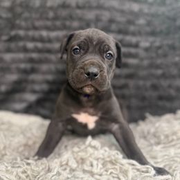 Tawny - Black female Cane Corso puppy in Russellville, Missouri from Soaring Royalty Canines LLC