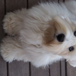 Enzo - Miniature Schnauzer