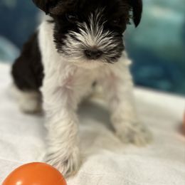 Liver Parti Female 1 - Parti female Miniature Schnauzer puppy in Clover, South Carolina from Bobo’s Babies Kennels
