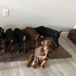 Doberman Pinscher Puppies from Jensen Dobermans