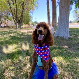Poodles from Major League Poodles