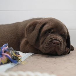 Labrador Retrievers from Big Creek Labradors