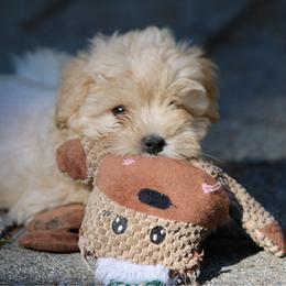 Levi - Wheaten male Miniature Schnauzer puppy in Port Orchard, Washington from Silver Bells Miniature Schnauzers
