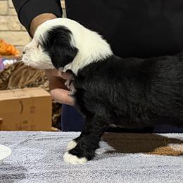 Affenpinscher, Barbet, and Tibetan Terrier Puppies from Gemms Affenpinschers, Barbets and Tibetan Terriers