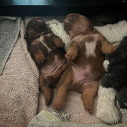 Bulldog and French Bulldog Puppies from JuneBug Bullies