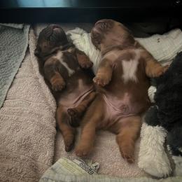 Bulldog and French Bulldog Puppies from JuneBug Bullies