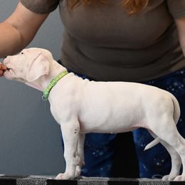 Green - White female Dogo Argentino puppy in Hammond, Louisiana from Bestiarius Kennels