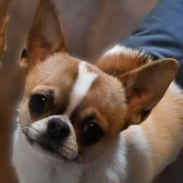 Roadie - Chihuahua